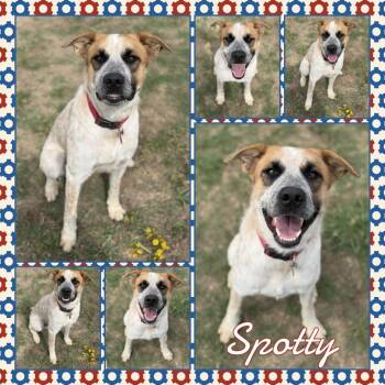 Spotty -  Cattle Dog and Mixed Breed Dog for Adoption in Fort Smith, Arkansas - Spotty | PetCurious