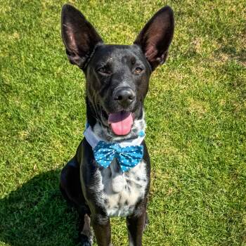 Disco Cowboy- Courtesy Post -  German Shorthaired Pointer and German Shepherd Dog Dog for Adoption in Newport Beach, California - Disco Cowboy- Courtesy Post | PetCurious