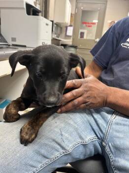 Addie -  Terrier Dog for Adoption in Hopkinsville, Kentucky - Addie | PetCurious