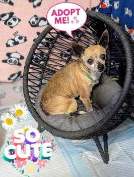 Rescue Chihuahua Dogs for Adoption in Papillion, Nebraska - Honey Boo Boo (Fostered In Bellevue) | PetCurious