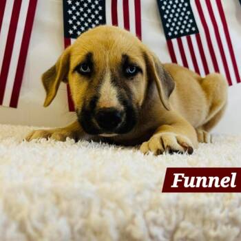 Funnel Cake -  Husky and Mixed Breed Dog for Adoption in South Elgin, Illinois - Funnel Cake | PetCurious