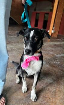 Hannah -  Collie Dog for Adoption in Woodstock, Ontario - Hannah | PetCurious