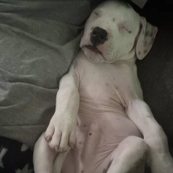 Dually -  Pit Bull Terrier Dog for Adoption in Columbia, Missouri - Dually | PetCurious