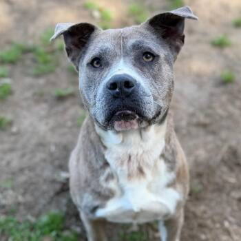 Mixed Breed Dogs Available for Adoption - Arya | PetCurious