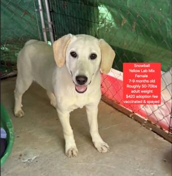 Yellow Labrador Retriever Dogs Available for Adoption in Oviedo, Florida - Snowball | PetCurious