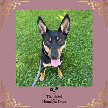 Xena -  Miniature Pinscher and Shepherd Dog for Adoption in Cumberland, Rhode Island - Xena | PetCurious