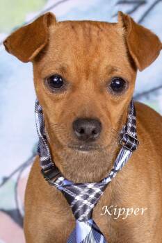 Kipper -  Chihuahua and Shepherd Dog for Adoption in Gilbert, Arizona - Kipper | PetCurious