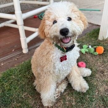 Rescue Bernese Mountain Dog and Poodle Dogs for Adoption in Jacksonville, Florida - Nico | PetCurious
