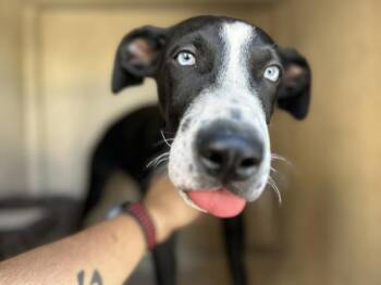 Smitty -  Siberian Husky and German Shepherd Dog Dog for Adoption in Victorville, California - Smitty | PetCurious