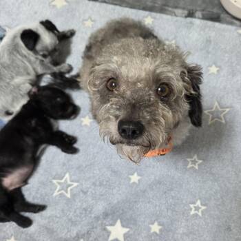 Lily (Kung Fu Panda) -  Poodle and Mixed Breed Dog for Adoption in Redmond, Washington - Lily (Kung Fu Panda) | PetCurious