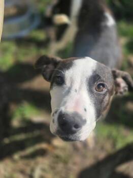 Rescue Terrier and Pit Bull Terrier Dogs for Adoption in Dover, Arkansas - Linzy | PetCurious
