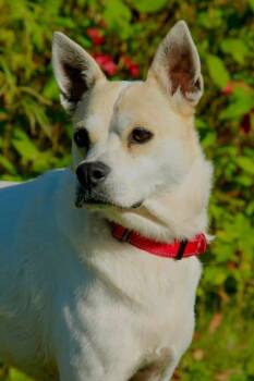 Milo -  Mixed Breed Dog for Adoption in Freedom, Wisconsin - Milo | PetCurious