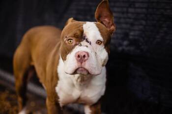 Rescue Pit Bull Terrier Dogs for Adoption in Orlando, Florida - OCHO | PetCurious