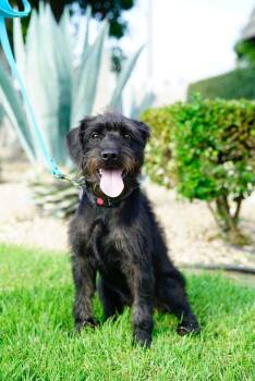 Rescue Terrier and Poodle Dogs for Adoption in Pasadena, California - Ralph | PetCurious