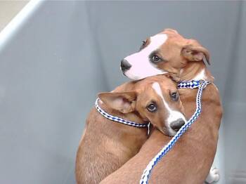 Boxer and Mixed Breed Dogs Available for Adoption in Omaha, Nebraska - GEM | PetCurious