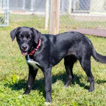 Abby Cadaby -  Black Labrador Retriever and Australian Shepherd Dog for Adoption in Wilmington, Delaware - Abby Cadaby | PetCurious