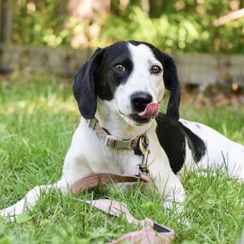 Salt -  Coonhound Dog Available for Adoption in Richmond, Virginia - Salt | PetCurious