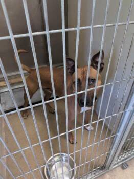 Pit Bull Terrier and Mixed Breed Dogs Available for Adoption in Sacramento, California - BUBBA | PetCurious