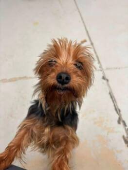 Toto -  Yorkshire Terrier Dog for Adoption in Findlay, Ohio - Toto | PetCurious