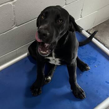Black Labrador Retriever and Great Dane Dogs Available for Adoption in Richmond Hill, Georgia - Ernie | PetCurious