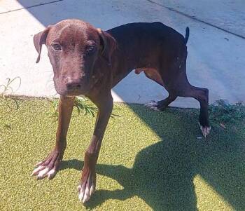 Rescue American Staffordshire Terrier and Dutch Shepherd Dogs for Adoption in Fort Lauderdale, Florida - BADGER | PetCurious