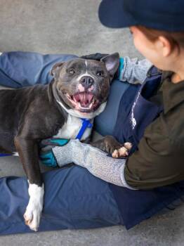 Mixed Breed Dogs Available for Adoption in Chamblee, Georgia - Guitarist | PetCurious