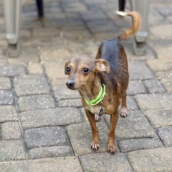 Dachshund and Chihuahua Dogs Available for Adoption - Jasmine | PetCurious
