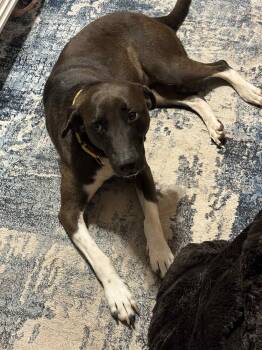 Rescue Chocolate Labrador Retriever Dogs for Adoption in Pottsboro, Texas - Magnolia | PetCurious