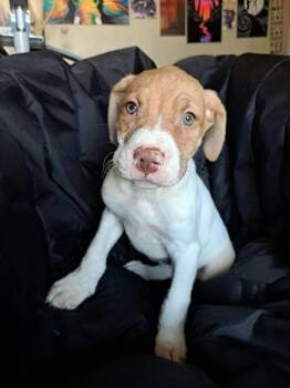 Avery -  Hound and Pit Bull Terrier Dog for Adoption in Shawnee, Oklahoma - Avery | PetCurious