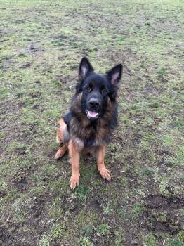 German Shepherd Dog Dogs Available for Adoption - Maverick | PetCurious