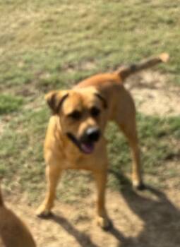 Rescue American Staffordshire Terrier and Retriever Dogs for Adoption in Quinlan, Texas - Jermaine | PetCurious