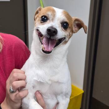Jack -  Jack Russell Terrier Dog for Adoption in Cleveland, Mississippi - Jack | PetCurious