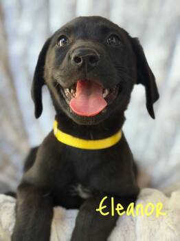 Eleanor -  Labrador Retriever and German Shepherd Dog Dog for Adoption in Pleasant Hill, California - Eleanor | PetCurious