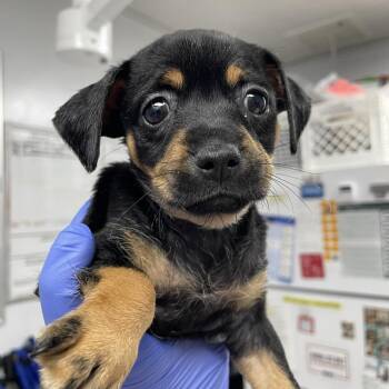 Star -  Chihuahua Dog for Adoption in Hawthorne, California - Star | PetCurious