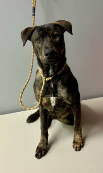 Rescue Labrador Retriever and Plott Hound Dogs for Adoption in Bartlesville, Oklahoma - Sundance | PetCurious
