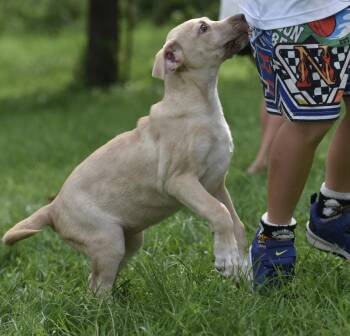 Violet -  Labrador Retriever Dog for Adoption in Mechanicsburg, Pennsylvania - Violet | PetCurious