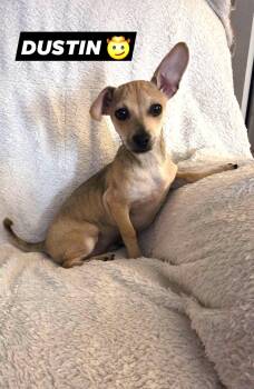 Terrier and Chihuahua Dogs Available for Adoption in Oakdale, California - Dustin | PetCurious