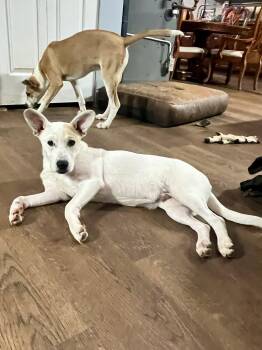 Rescue Australian Cattle Dog Blue Heeler and Pit Bull Terrier Dogs for Adoption in Salisbury, Maryland - Unseasoned Chicken | PetCurious