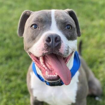 Pit Bull Terrier Dogs Available for Adoption - HUEY | PetCurious