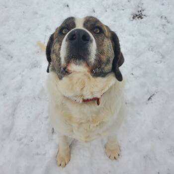 Rescue Akita and Great Pyrenees Dogs for Adoption in Springfield, Missouri - Arctic | PetCurious