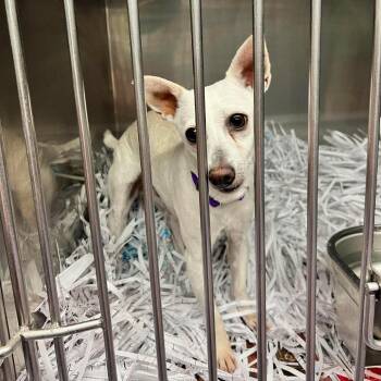 Buttermilk Biscuit -  Mixed Breed Dog for Adoption in Edwardsville, Illinois - Buttermilk Biscuit | PetCurious