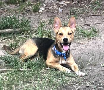 Toby, Mr. Cutie Patootie -  Chiweenie and German Pinscher Dog for Adoption in Houston, Texas - Toby, Mr. Cutie Patootie | PetCurious