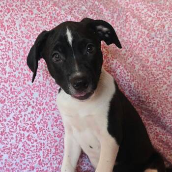 Huckleberry -  Terrier and Beagle Dog for Adoption - Huckleberry | PetCurious