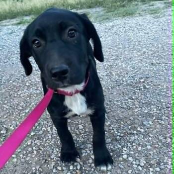 Labrador Retriever Dogs Available for Adoption in Paramus, New Jersey - Socks | PetCurious