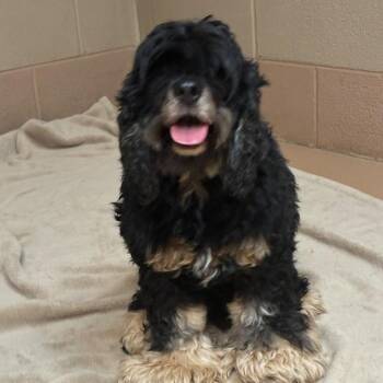 Bette Davis -  Mixed Breed Dog for Adoption in Gadsden, Alabama - Bette Davis | PetCurious