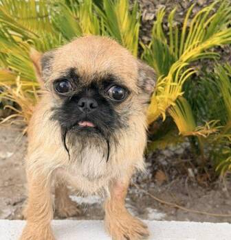 Mogwai -  Pug and Shih Tzu Dog for Adoption in Henderson, Nevada - Mogwai | PetCurious