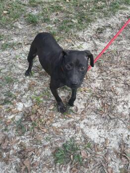 Rescue Pit Bull Terrier Dogs for Adoption in Troy, Alabama - Sable | PetCurious