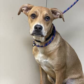 Rescue Mixed Breed and Terrier Dogs for Adoption in Riverside, California - Baby Ruth | PetCurious