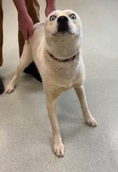 Husky Dogs Available for Adoption in Maryville, Tennessee - Skye | PetCurious