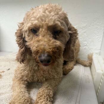 Wynn (13)-Foster Home Needed -  Goldendoodle Dog for Adoption in Hartland, Wisconsin - Wynn (13)-Foster Home Needed | PetCurious